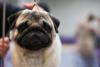 EPA Says Protect Your Pets During Wildfire Smoke in New York State