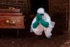 Ebola spreading faster than ever in DRC, WHO warns as cases top 2 000