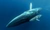 Commercial Whaling in Iceland | An Industry at a Crossroads