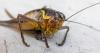 Mormon Crickets Are Unusually Intense This Summer in Idaho