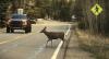 Montana Has High Wildlife Death Rate. Who Else Made The List?