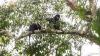 Scientists find new monkey species in Congo's rainforest
