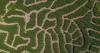 Farm builds massive mazes in form of bees and flowers