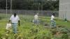 Mississippi inmates growing crops, gaining job skills through prison garden program