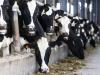 Minnesota Dept. of Ag seeks input on socioeconomic impacts of large dairies
