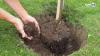 Tashkent to create 58,000-hectare green belt by 2045.