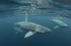 New study shows Irish waters offer important refuge for endangered basking sharks