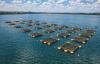 Trump hits Brazil with 25 percent tariffs, but fish manages to win exceptions