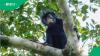 Scientists confirm rare monkey species with pink lips in DR Congo forests