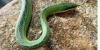 Ireland's National Reptile Zoo Celebrates World Snake Day