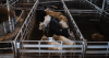 Live Texas Livestock Banned from Entering Canada