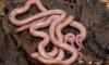 Cyprus' snakes play a bigger role than many realise