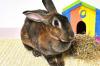 Pets | Tasha: I'm a Curious Gorgeous Rabbit
