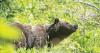 Report on fatal bear attack in Glacier almost completed