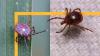 Why the tick population is increasing — and diseases are spreading — in different areas
