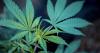 Danville-area residents can report suspected illegal marijuana sales through new state tip line