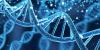 Genetic risk for cannabis use disorder linked to brain differences in youth