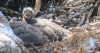 Researchers say the bald eagle population is making a comeback in the Channel Islands