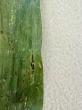 Iowa corn growers watch tar spot development
