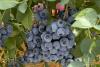 Global Plant Genetics launches four new Oregon Blueberry varieties 