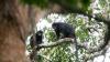 Scientists discover mysterious orange-lipped monkey species deep in Congo rainforest – all about the Likweli