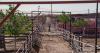 Screwworm costs Mexican ranchers $2.8B as U.S. cattle ban continues