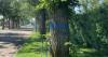 Dutch Elm Disease confirmed at national historic site in Saskatoon