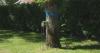 Memorial tree at Saskatoon cemetery to be cut down due to invasive disease