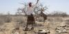 Africa’s Greater Horn region is facing a looming polycrisis fueled by conflict, prices, climate and disease