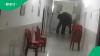 Elephants casually walk into hospital in TikTok video, viewers crack jokes
