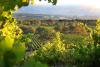 Australian wine harvest falls to 25-year low