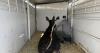 Idaho Fish and Game relocates yearling bull moose from Burley