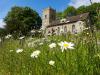 Church of England votes against rewilding plan but biodiversity booms in Irish churchyards