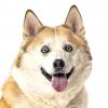 Nevada Humane Society, Carson City’s Pet of the Week: Lakita