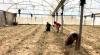 Gaza farmers battle to rebuild as WFP warns of West Bank settler violence