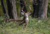 Hunters can apply for rare deer hunts in West Virginia state parks