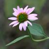 Gardening and Wildfire Smoke: What You Need to Know