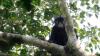 Scientists have discovered a new species of monkey. Here’s what makes it special
