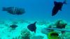 Israeli study predicts next invasive fish species