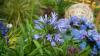 'I'm a gardening expert these 3 plants flower without watering and survive the heat'