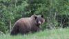 Trail in Jasper National Park temporarily closed after grizzly injures hikers: Parks Canada