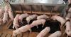 Strategic use of zinc, copper supplementation in swine production