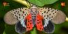 Spotted lanternfly has spread across all of Ohio