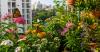 The Secret Life of Balcony Gardens: How They’re Helping Bees, Butterflies and Biodiversity Thrive