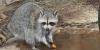 New hunting limits approved for Colorado furbearers starting Sept. 1