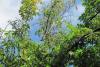 Number of Dutch elm disease cases continues to climb in Regina