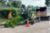 Dutch elm disease cases climb as Regina removes infected trees