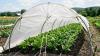 Japan scientists developed a fabric that blocks heat-producing infrared light while letting crops receive the sunlight they need for photosynthesis
