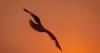 Smoky summer skies could be ‘new normal’ in Upstate N.Y. due to climate change
