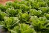 U.S. health officials investigate lettuce supplier Taylor Farms as potential source of parasitic outbreak at Taco Bell affecting thousands.